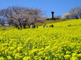 菜の花いっぱいの白木峰高原