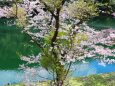 ダム湖と桜