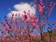 古河公方公園の花桃