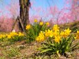 古河公方公園の花桃と水仙