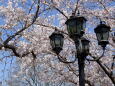 レトロな街路灯と桜の花