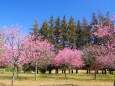 古河公方公園の花桃