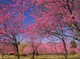 古河公方公園の花桃