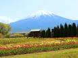 山中湖花の都公園