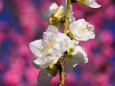 古河公方公園の花桃