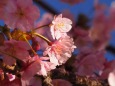 魚津の河津桜