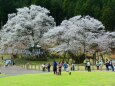 根尾谷淡墨桜