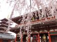 浅草寺のしだれ桜