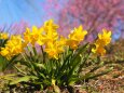 古河公方公園の花桃と水仙