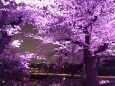 桃色に染まる桜