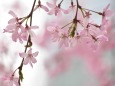 しだれ桜