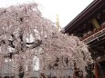 浅草寺のしだれ桜