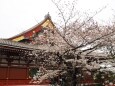 浅草寺の桜