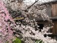 祇園白川の桜