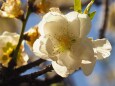 古河公方公園の花桃