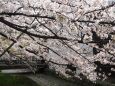 祇園白川の桜