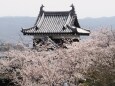 郡山城の桜