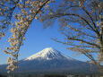 富士山に桜