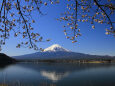 逆さ富士に桜