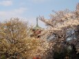 池上本門寺の桜