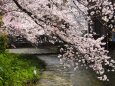 祇園白川の桜