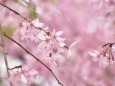 しだれ桜