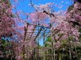 平安神宮の桜