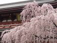 浅草寺のしだれ桜