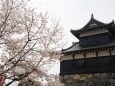 郡山城の桜