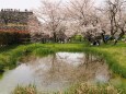 郡山城の桜