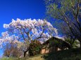 古民家と一本桜