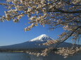 桜に富士山