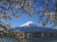 富士山に桜