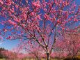 古河公方公園の花桃