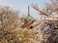 池上本門寺の桜