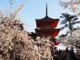 清水寺の桜