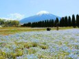 山中湖花の都公園