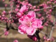 古河公方公園の花桃