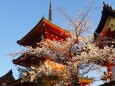 清水寺の桜