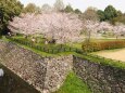 郡山城の桜