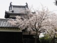 郡山城の桜