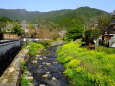 菜の花が咲いている春の小川