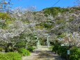 春の岩国吉香公園