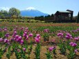 山中湖花の都公園