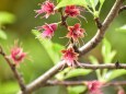 桜～宴の後