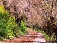 春の山道