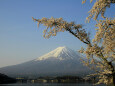 河口湖桜