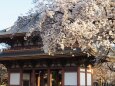 池上本門寺の桜