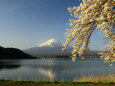 逆さ富士に桜