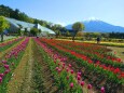 山中湖花の都公園